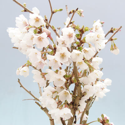 Vonkajší bonsai - Prunus incisa Kojou-no mai-Višňa vyrezaná - 6
