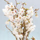 Vonkajší bonsai - Prunus incisa Kojou-no mai-Višňa vyrezaná - 5/6