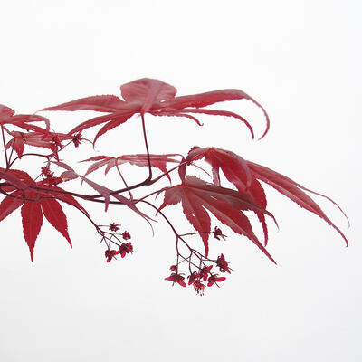 Vonkajší bonsai - Acer palmatum Atropurpureum - Javor dlanitolistý červený - 6
