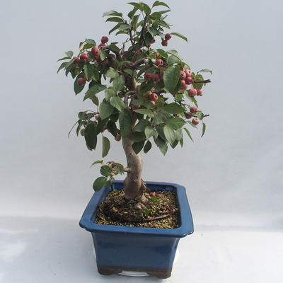Vonkajšie bonsai - Malus halliana - Maloplodé jabloň - 6