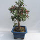 Vonkajšie bonsai - Malus halliana - Maloplodé jabloň - 6/6