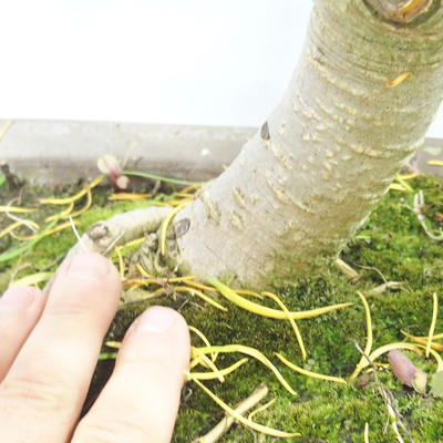 Vonkajšie bonsai - Pseudolarix amabilis - Pamodřín - 6