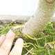 Vonkajšie bonsai - Pseudolarix amabilis - Pamodřín - 6/6