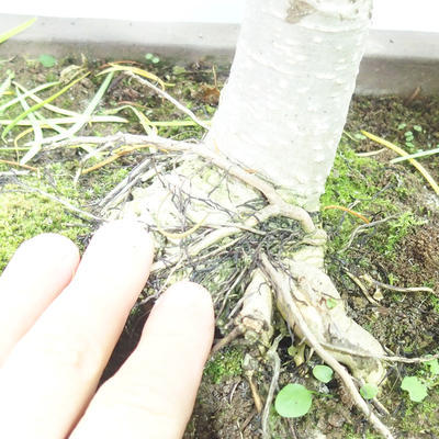 Vonkajšie bonsai - Pseudolarix amabilis - Pamodřín - 6