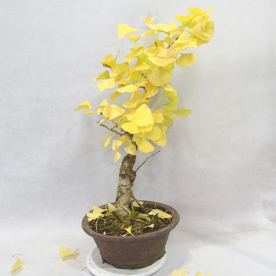 Vonkajšie bonsai - Ginko dvojlaločné - Ginkgo biloba - 6