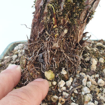 Vonkajšia bonsai-Nátržník krovitá - potentila fruticosa žltá - 6