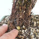 Vonkajšia bonsai-Nátržník krovitá - potentila fruticosa žltá - 6/6