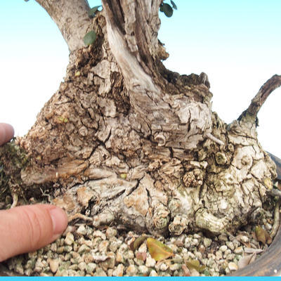 Izbová bonsai - Olea europaea sylvestris -Oliva európska drobnolistá - 6