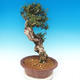 Izbová bonsai - Olea europaea sylvestris -Oliva európska drobnolistá - 6/7