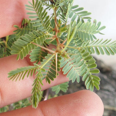 Izbová bonsai - Akacia Arabica - 6