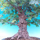 Vonkajší bonsai -Javor poľný - Acer campestre - 6/7