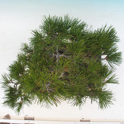 Vonkajšie bonsai - Pinus thunbergii - Borovica thunbergova - 6