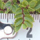 Vonkajšie bonsai - Ulmus parvifolia SAIGEN - malolistá brest - 5/6