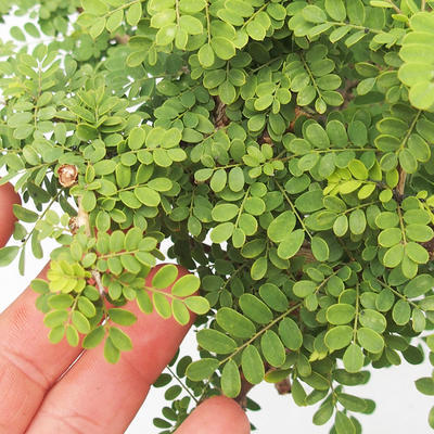 Izbová bonsai -Phyllanthus Niruri- fylant - 6