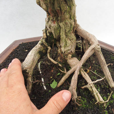 Izbová bonsai -Phyllanthus Niruri- fylant - 6