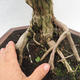 Izbová bonsai -Phyllanthus Niruri- fylant - 6/6