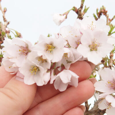 Vonkajší bonsai - Prunus incisa Kojou-no mai-Slivoň vyrezaná - 6