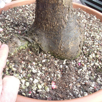 Vonkajší bonsai -Japonská marhuľa - Prunus mume - 6