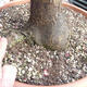 Vonkajší bonsai -Japonská marhuľa - Prunus mume - 6/6