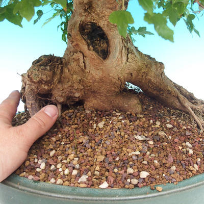 Vonkajšie bonsai - Javor Buergerianum - Javor Burgerův - 6