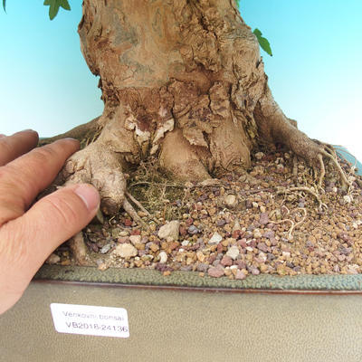 Vonkajšie bonsai - Javor Buergerianum - Javor Burgerův - 6