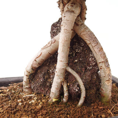 Vonkajšie bonsai - Zelkova - Zelkova Nirom - 6