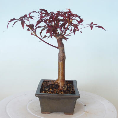 Vonkajšie bonsai - Acer palm. Atropurpureum-Javor dlaňolistý červený - 6
