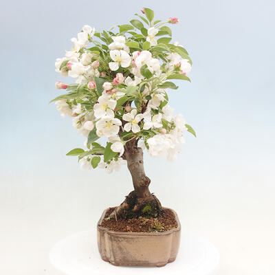 Vonkajší bonsai -Malus halliana - Maloplodá jabloň - 6