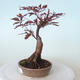 Vonkajšie bonsai - Acer palm. Atropurpureum-Javor dlaňolistý červený - 6/6