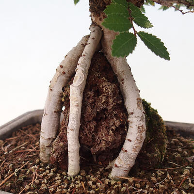 Vonkajšie bonsai - Zelkova - Zelkova Nirom - 6