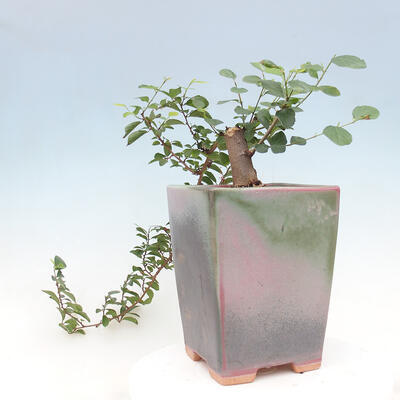 Izbová bonsai - Grewia occidentalis - Hviezdica levanduľová - 6