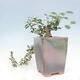 Izbová bonsai - Grewia occidentalis - Hviezdica levanduľová - 6/7