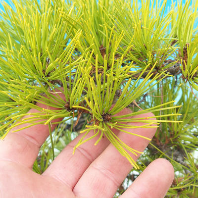 Vonkajšie bonsai - Pinus densiflora - borovica červená - 6