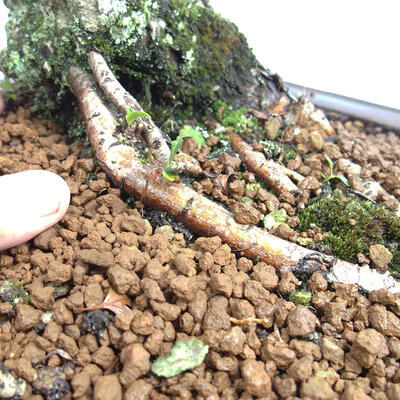 Vonkajší bonsai - Hloh - Crataegus monogyna - 6