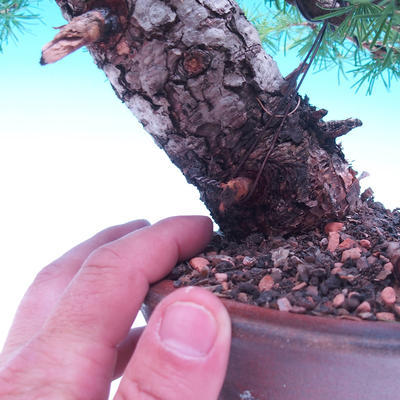 Vonkajší bonsai -Larix decidua - Smrekovec opadavý - 6