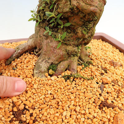 Vonkajší bonsai - Japonská azalka SATSUKI-Azalea BYAKUREN - 6