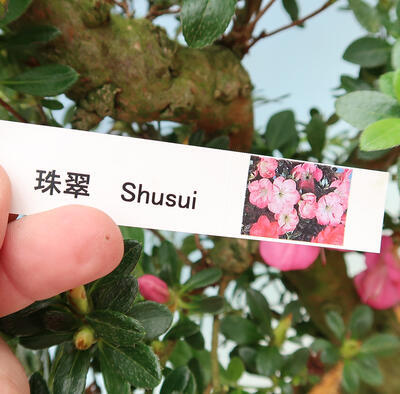 Vonkajší bonsai - Japonská azalka SATSUKI- Azalea SHUSHUI - 6