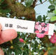 Vonkajší bonsai - Japonská azalka SATSUKI- Azalea SHUSHUI - 6/6