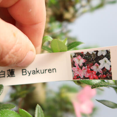 Vonkajší bonsai - Japonská azalka SATSUKI-Azalea BEYAKUREN - 6