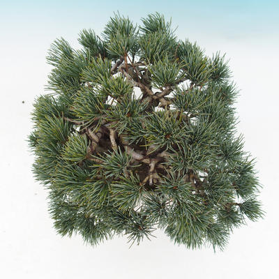 Vonkajšie bonsai - Borovica parviflora - Borovica drobnokvetá - 6
