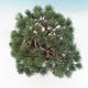 Vonkajšie bonsai - Borovica parviflora - Borovica drobnokvetá - 6/6