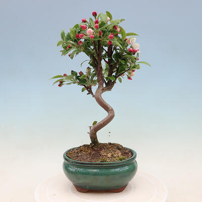 Vonkajší bonsai -Malus halliana - Maloplodé jabloň - 6