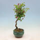Vonkajší bonsai -Malus halliana - Maloplodé jabloň - 6/6