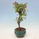 Vonkajší bonsai -Malus halliana - Maloplodé jabloň - 6/6