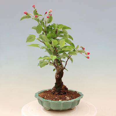 Vonkajší bonsai -Malus halliana - Maloplodé jabloň - 6