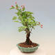 Vonkajší bonsai -Malus halliana - Maloplodé jabloň - 6/7
