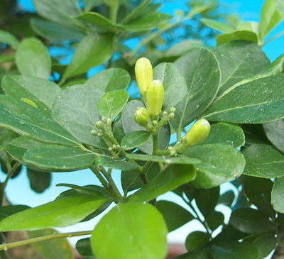 Izbová bonsai- Muraya paniculata - 6