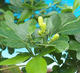 Izbová bonsai- Muraya paniculata - 6/6