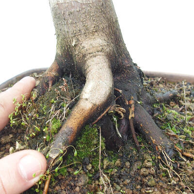 Vonkajší bonsai -Javor dlaňovitolistý Acer palmatum Shishigashira - 6