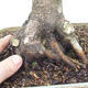 Vonkajší bonsai -Javor dlaňovitolistý Acer palmatum Shishigashira - 6/7